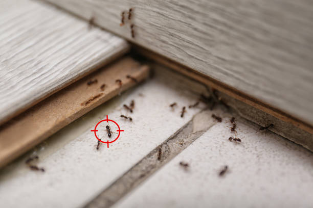 Best Best Pest Control Companies  in Winters, CA